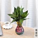 室内水养观音竹办公室桌面水培植物创意迷你小盆栽水生抗辐射花卉