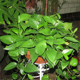 【花艺鲜花】绿航绿萝/绿色盆栽/中小型室内植物/吸甲醛/可食用！