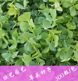 18元包邮（草头种子300粒）大叶金花菜三叶草苜蓿 阳台盆栽蔬菜种