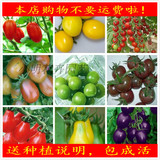 10元包邮 蔬菜盆栽水果圣女果种子小番茄 四季播结果室内阳台家种