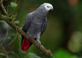 刚果灰鹦鹉 中大型宠物鸟 活体幼鸟 最聪明 学话强 能上手 粘人
