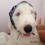 【米爸爸宠物托儿所】 北京 宠物狗狗 家庭式寄养专业托管 可接送