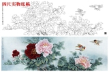 高清实物工笔画底稿线描白描中国画 牡丹相思鸟客厅装饰画横幅&5