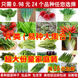 24种四季种植蔬菜种子小白菜香菜萝卜辣椒黄秋葵草莓茄子香葱韭菜