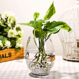 恐龙蛋花瓶 简约 透明玻璃花瓶 水培绿萝富贵竹水养植物玻璃花盆