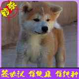 日本纯种秋田忠诚犬家养护卫犬活体幼犬出售同城可送货上门选购56