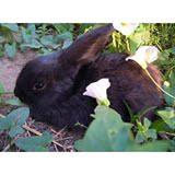 【小黑兔】活体宠物兔一对包邮包活公主兔熊猫兔小白兔黑兔活体