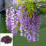 新采紫藤种子 优质紫藤种子 紫藤苗 紫藤是花架 长廊院墙必用品种