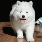 出售赛级澳版纯种萨摩耶幼犬 白色微笑天使中型犬宠物狗狗活体