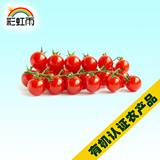 彩虹雨新鲜有机水果 樱桃番茄红圣女果西红柿250g 京津冀满百包邮