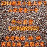 15年黑小麦种子 紫小麦种子 芽苗菜种子 富硒内含花青素