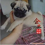 武汉巴哥幼犬出售 八哥犬哈巴犬 宠物狗狗 犬舍实体店直销