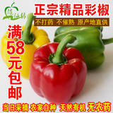 农家自种新鲜蔬菜 精品蔬菜 新鲜彩椒辣椒 北京同城配送到家1斤装