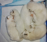 海豹蓝色双色布偶猫重点色手套色宠物猫咪活体幼猫弟弟妹妹家养