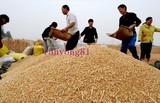 新小麦粒 小麦草种子带皮小麦玉米杂粮鱼饵鸡鸭麸皮饲料批发