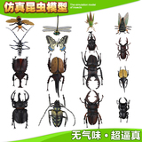 儿童早教益智玩具 3d仿真昆虫玩具模型 甲虫动物塑胶模型昆虫教具