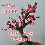 红梅乌梅绿梅苗造型盆景白梅花美人梅素心腊梅树苗植物庭院盆栽