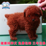迷你小体棕红色茶杯犬泰迪幼犬出售狗狗 玩具红贵宾犬宠物狗
