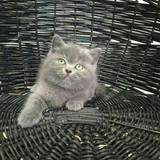 蓝猫 猫咪 小猫 宠物猫 短毛猫 英短 活体 立耳 英国短毛猫 宠物