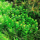 【水草江湖】100%自养水下叶印度小圆叶水草