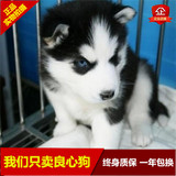 西安纯种赛级哈士奇犬宠物狗狗活体幼犬出售包健康雪橇犬中大型犬