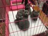 宠物猫英国短毛猫 英短折耳猫 蓝猫幼猫 活体萌宠小猫出售