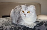 %上海名猫馆%个人繁殖，银渐层 苏格兰折耳猫 英短渐层加白 折耳