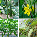 阳台菜园爬藤植物荷兰小黄瓜种子*四季播种瓜果蔬菜种子花种子