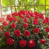 玫瑰花苗 绿植花卉 植物庭院阳台室内外 盆栽蔷薇月季 当年开花
