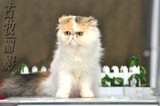 加菲丽影 高品质异国短毛猫 短毛猫 三色梵花 三花 超级种母 梦露