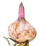 荷兰直达香水百合花种球花卉新鲜带芽一代大球风信子郁金香盆栽