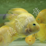 热带鱼 观赏鱼 黄金刚鹦鹉黄招财鱼