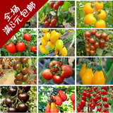 20粒番茄种子 圣女果 樱桃番茄 小西红柿  阳台盆栽番茄 蔬菜种子