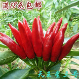 天王星三号 朝天椒种子高产辣椒籽蔬菜蔬果种子种菜F1 小苗辣椒苗