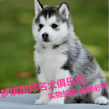 纯种血统赛级哈士奇犬幼犬 出售黑色双蓝眼哈士奇雪橇犬宠物狗狗