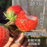 【赵屯jj草莓园】新鲜有机红颜奶油草莓2斤装 全国顺丰包邮
