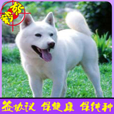 日本纯种秋田忠诚犬家养护卫犬活体幼犬出售同城可送货上门选购10