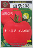 浙杂203番茄种子红果番茄种子大西红柿种子浙江省农科院育成8克