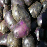 甘肃定西农家非转基因黑美人  土豆黑金刚紫洋芋  有机马铃薯