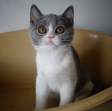 皇城名猫 CFA英短蓝白英短幼猫赛级英短英国短毛猫
