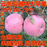 现摘云南昭通冰糖心野生丑苹果 丑苹果新鲜水果苹果水果 10斤特大