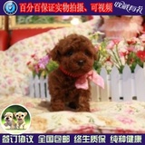泰迪犬幼犬出售韩系泰迪幼犬纯种宠物狗玩具体贵宾犬泰迪犬活体55