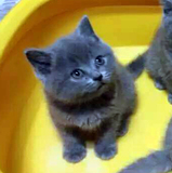 苏小猫咪宠物猫活体猫纯种英短蓝猫幼猫小猫公猫（已去合肥）