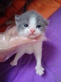 【CAT KEY】CFA带证书 英国短毛猫 蓝白 双色 八字脸 英短 弟弟