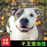 纯种斗狗比特犬宠物狗幼犬猛犬出售活体惠比特狗北京地区可送货