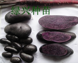 富硒黑色紫土豆种 紫土豆种子 土豆每斤10元 营养价值高 蔬菜种子