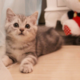 (新家长春）英短猫咪 虎斑猫 宠物猫活体 姚晨同款银色虎斑猫猫