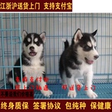 国外引进 双血统 纯种哈士奇幼犬 三火蓝眼 宠物狗出售