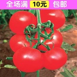四季大棚种植蔬菜种子 西红柿种子 中蔬4号 番茄种子阳台秋冬水果