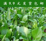蔬菜种子 阳台种菜 盆栽 菜心种子 油青菜苔 800粒
